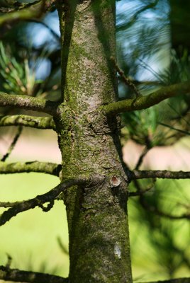 Pinus sibirica - borovice sibiřská, limba - kůra